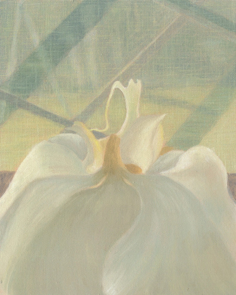 Moth Orchid — Otoha Takenami
